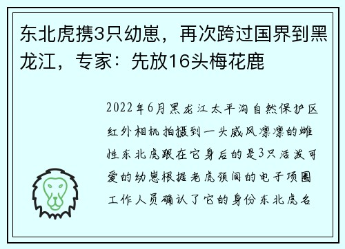 东北虎携3只幼崽，再次跨过国界到黑龙江，专家：先放16头梅花鹿